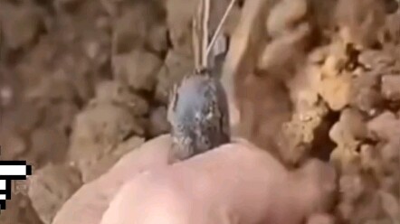 Sếp ơi, mau ra công trường đi! Có một tin vui: có cả nhóm người sẵn sàng mời sếp ăn uống và còn đưa 