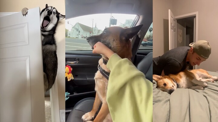 If the dog is this cooperative, you should be grateful already!