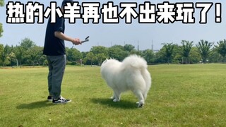 热的小羊再也不要出去玩了！