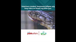 Veterinary student, kasamang iniligtas ang king cobra na binaril ng pellet gun | Born to Be Wild