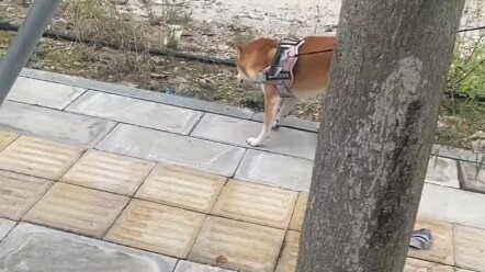 ลูกหมาหัวรั้นบินอย่างกล้าหาญ! มีเรื่องอะไรก็แบกรับไว้เอง!