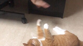 Si Kecil Mi dari Papi Jiang: Bibi Jiang Memancing Kucing, Si Kecil Mi Tertarik Umpan