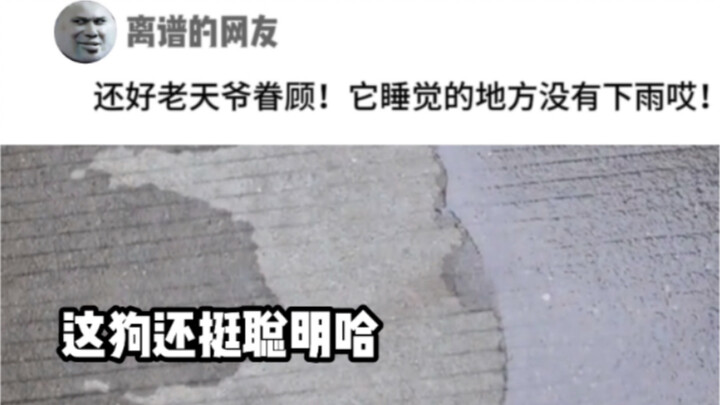 Nữ Quý phi, bà đang nói gì vậy?