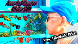 Buying Assorted Guppies @Hannah's Pet World in Hilongos, Leyte.