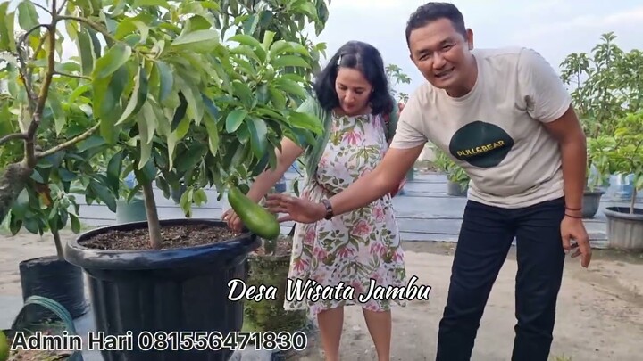 PERAWATAN SAAT BERBUNGA ALPUKAT DALAM POT