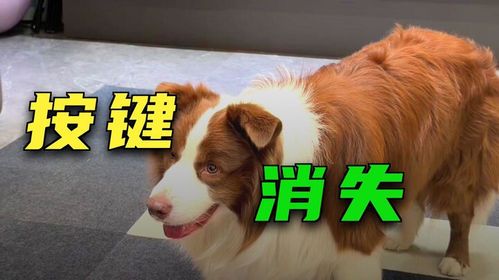 The key dog after losing its keys