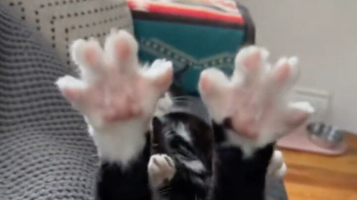 Oh, how cute—the little cat paws have blossomed!