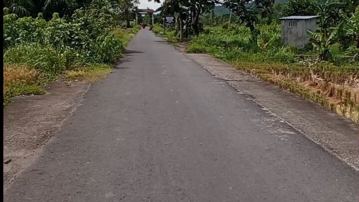 senengnya lihat sawah masyarakat lombok panennya bagus bagus....