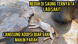 Astagfirullah Kucing Sakit Kelaparan Di Pinggir Kali Langsung Di Adopsi Seneng Banget..!