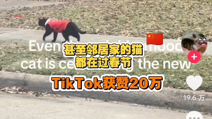 【TikTok】แมวข้างบ้านยังฉลองตรุษจีนด้วยเลย!