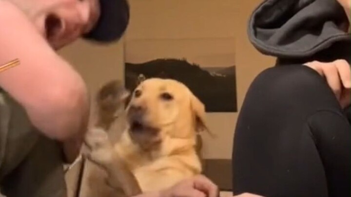 Chó Labrador Retriever phản đối bạo lực: "Bạn không được phép đánh mẹ tôi! Không!"