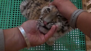 There’s no scene of mother-and-child separation—after all, we’re raising an abandoned baby.