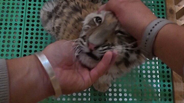 There’s no scene of mother-and-child separation—after all, we’re raising an abandoned baby.