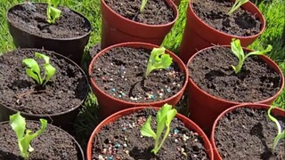 用鱼做肥料，养出来的植物会更健壮？小哥做了一组对比试验，看看结果吧