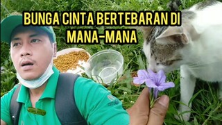 Kucing Jalanan Ini Cantik Banget Lihat Reaksi Saat Di Kasih Bunga..!