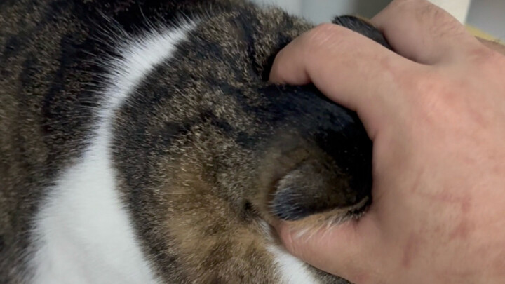 I’ve got the cat’s head in my mouth!