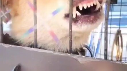 No animal can escape the “so good you can’t resist” rule.