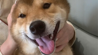 ลูกชายตัวโตของแม่ (ซินคั่นเสี่ยวปา)