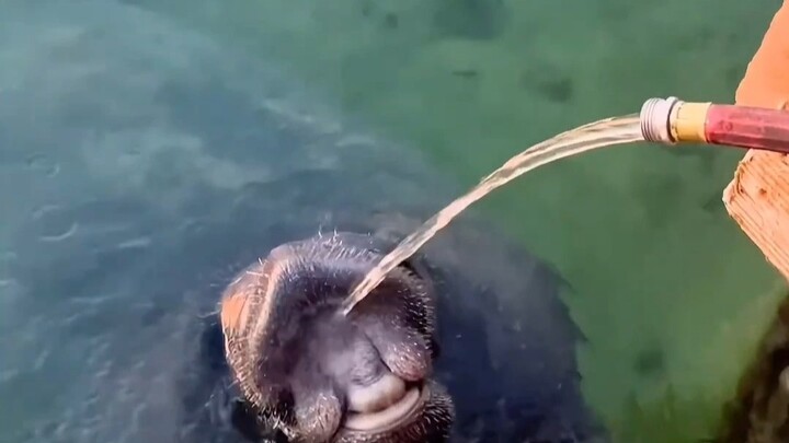 草台世界最不容易的海洋动物