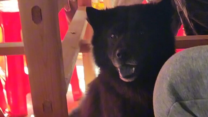 【حفل شرب الخمر في بيت الأجداد】 الكلاب في القرية كلها عاشت عامًا سمينًا!