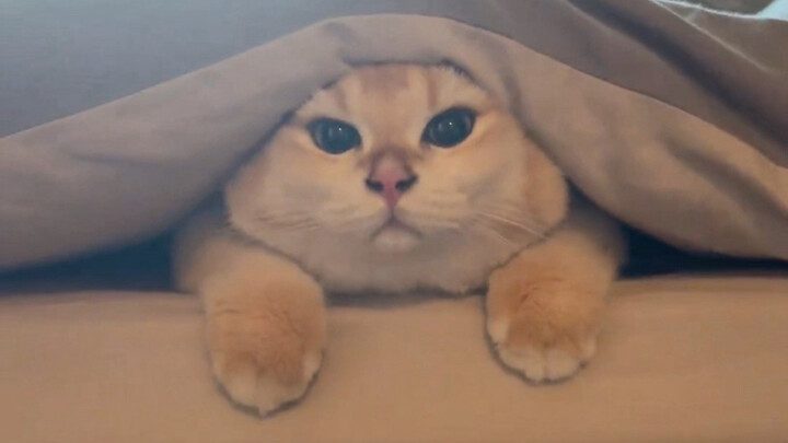 Kitten Covers Up with a Blanket