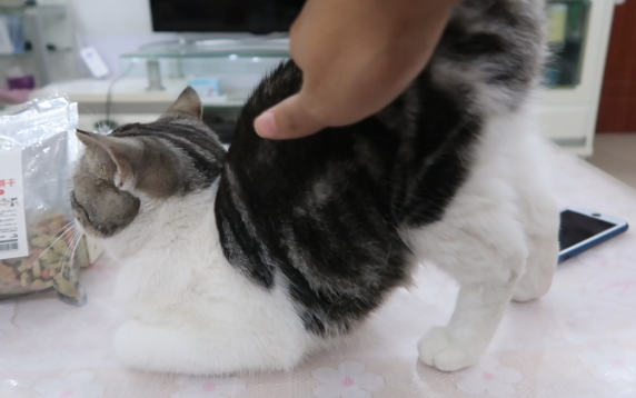 How high can you lift a cat’s butt when taking a photo?