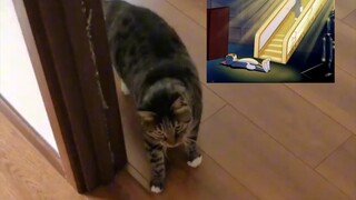 Cat: "I've been hungry for so long and I'm finally going to see the Buddha"