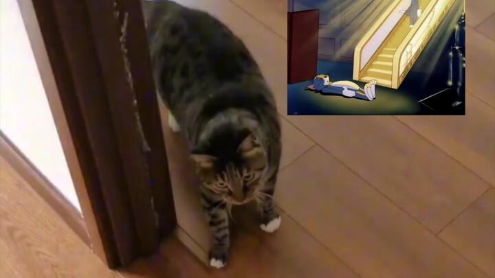 猫“饿了这么久终于要见到佛祖了”