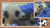 Panda Xiaoxiao playing with "Mommy"