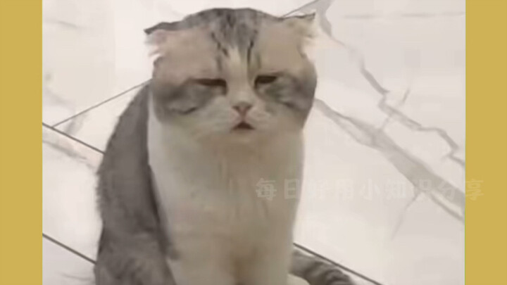 مش عارف تلعب وينغ وانغ بشكل صحيح؟ #لعبة-وينغ-وانغ #معركة-الملوك #مذهل