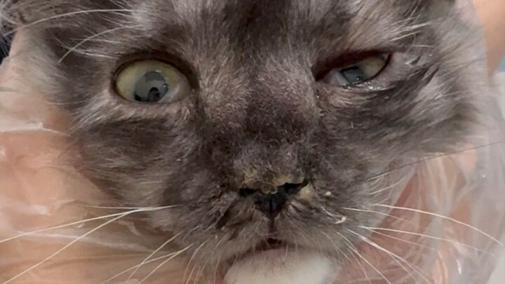 Kepala kucing ini cukup dipencet sedikit langsung meletus, cepat panggil Gereja Kucing Api Suci!