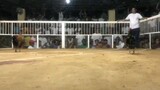 3cock derby  1st fyt vs carrie chua(spoiler)