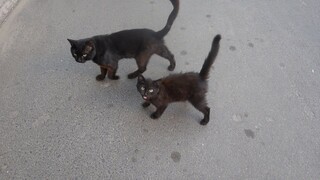 Black kitten and black cat