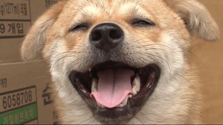Setelah mengalami pengabaian, anjing liar ini tetap menyebarkan kebahagiaan kepada semua orang