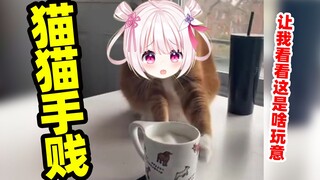 Cats will also be naughty when they are curious!!!