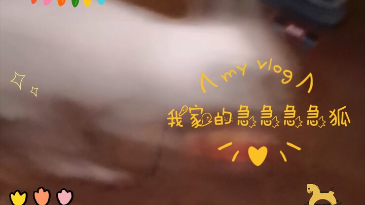 我家的急急急急狐