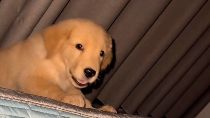 ลูกสุนัขเห่าครั้งแรก แล้วตัวเองก็ตกใจไปด้วย