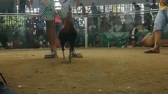 JR3 CHAMPION 2@ MACI MEDELLIN