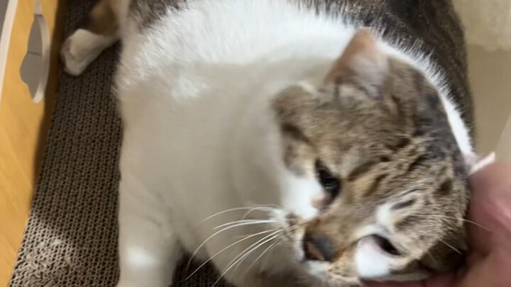 พวกเขาค่อนข้างชอบเลยทีเดียว