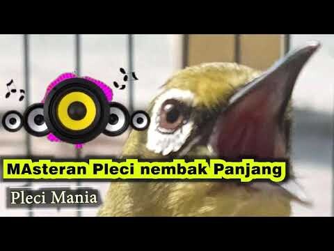 MATERI NGALAS WITWIT MUDAH DI INGAT