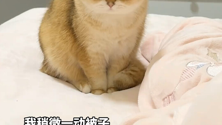 Chỉ người nuôi mèo mới hiểu, ngủ không được thò chân ra ngoài