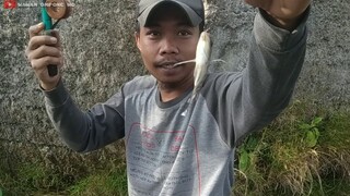 MANCING IKAN DI SELOKAN SAWAH ADA YG BENING