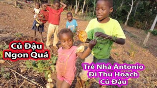 Vườn củ đậu Nhà Antonio bây giờ ra sao?||2Q Vlogs Cuộc Sống Châu Phi