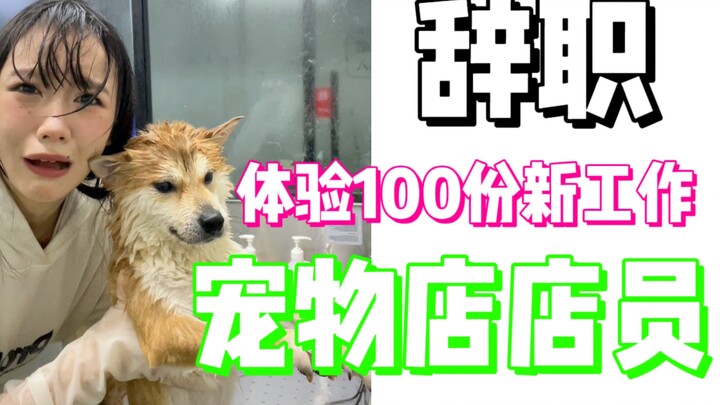 Chó Shiba, món nợ của tôi ở đây anh định trả thế nào?