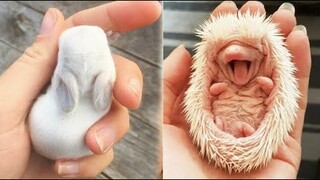 AWW SO CUTE! Cutest baby animals Videos Compilation Cute moment of the Animals - Cutest Animals #6