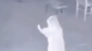 What cat doesn't party at night?