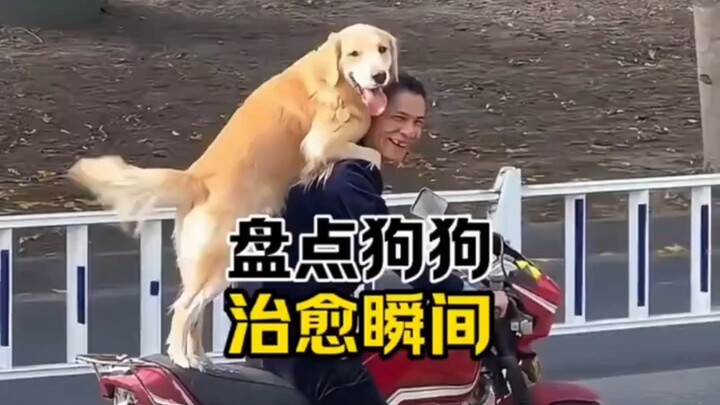 The world is falling apart, but there’s always a dog mending it piece by piece.