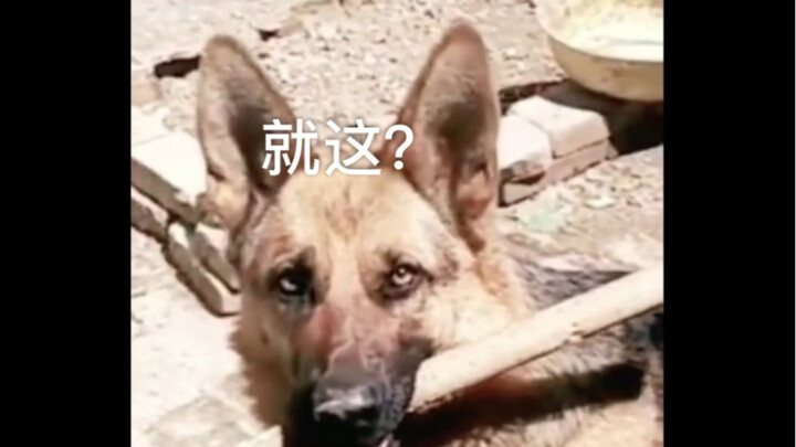 Doggy: Is that all?