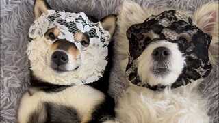Two Dogs Spa Day~
