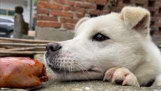 [Animals]Can you put the chicken leg a little closer?